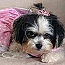 dog, small_dog, black_and_white, pink_dress, polka_dot, lace, tiara, couch, pet, fur, cute, lying_down, indoor, animal, costume, adorable, resting, face, fluffy, domestic_animal