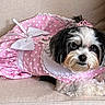 Tulula joined the competition — help win amazing prizes! dog, pet, pink_dress, polka_dot, bow, lace, tiara, fluffy, small_dog, couch, beige, cute, costume, indoor, animal, portrait, laying_down, fur, accessory, adorable