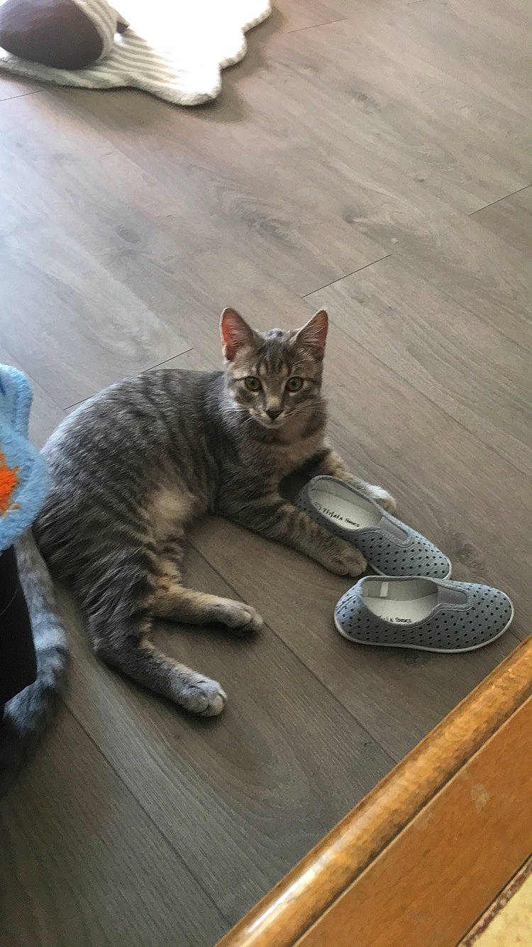 Pirate participe au concours pour gagner de l'argent avec cette photo : aegean_cat, asian, california_spangled, carnivore, cat, domestic_short_haired_cat, dragon_li, egyptian_mau, european_shorthair, felidae, floor, flooring, kitten, mammal, ocicat, paw, small_to_medium_sized_cats, tabby_cat, tail, whiskers