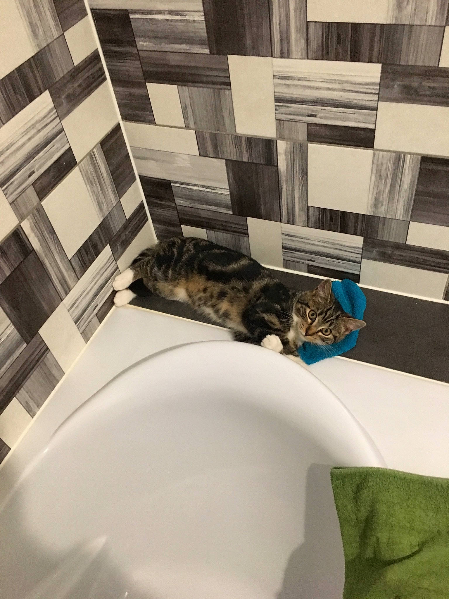 Dragon a rejoint le concours — aidez-le/la à gagner de superbes lots ! bathroom, bathtub, carnivore, cat, domestic_short_haired_cat, european_shorthair, felidae, floor, fur, home, house, interior_design, kitten, plumbing_fixture, room, small_to_medium_sized_cats, whiskers