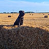 Cane Corso participe au concours pour gagner de l'argent avec cette photo : dog, black_dog, hay_bale, field, farm, rural, outdoor, sunlight, blue_sky, nature, grass, animal, landscape, summer, pasture, pet, canine, agriculture, daytime, scenic