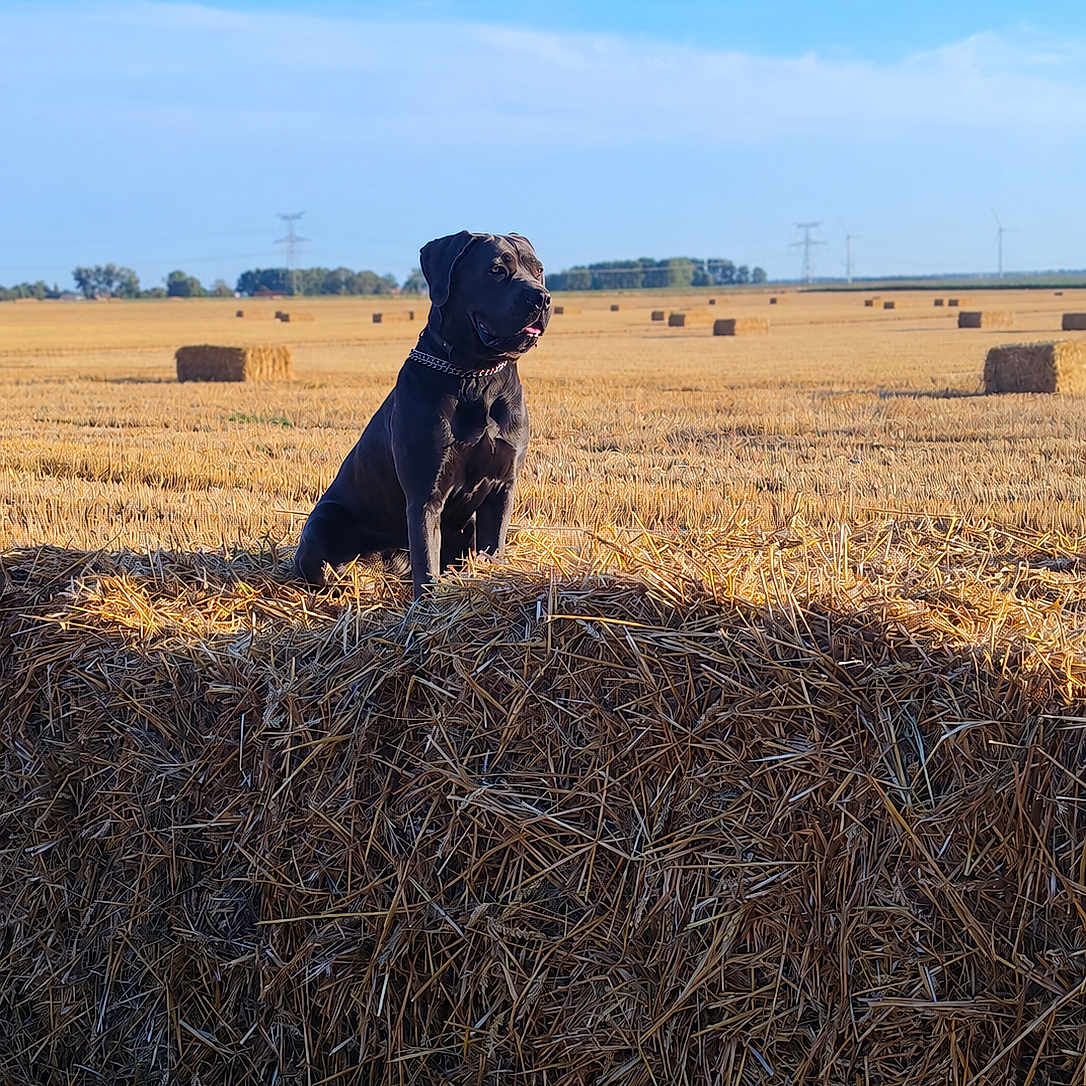 Cane Corso participe au concours pour gagner de l'argent avec cette photo : dog, black_dog, hay_bale, field, farm, rural, outdoor, sunlight, blue_sky, nature, grass, animal, landscape, summer, pasture, pet, canine, agriculture, daytime, scenic