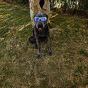 Cane Corso a rejoint le concours — aidez-le/la à gagner de superbes lots ! dog, black_dog, sunglasses, grass, tree, outdoor, pet, canine, animal, sitting, shade, sunlight, nature, summer, cool, portrait, muzzle, ears, tongue, leisure