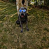 dog, black_dog, sunglasses, grass, tree, outdoor, pet, canine, animal, sitting, shade, sunlight, nature, summer, cool, portrait, muzzle, ears, tongue, leisure