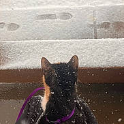 Kookē joined the competition — help win amazing prizes! abyssinian, accessories, animal, architecture, bag, blackcat, building, cat, kitten, leash, manx, nature, outdoors, pet, pool, purple, snow, strap, water, winter