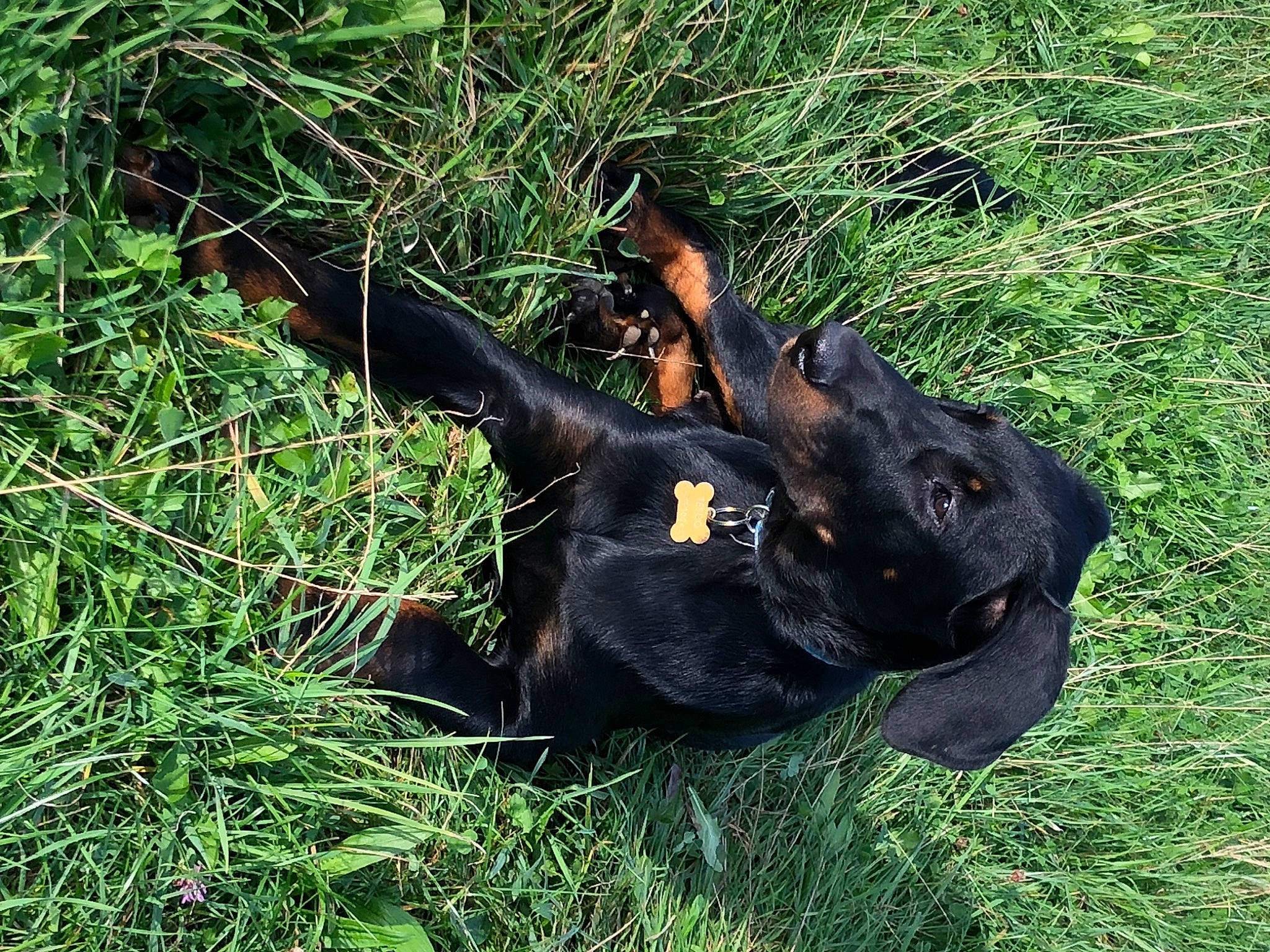 Tesco a rejoint le concours — aidez-le/la à gagner de superbes lots ! canidae, carnivore, companion_dog, dog, dog_breed, fawn, fur, grass, grassland, groundcover, guard_dog, hunting_dog, liver, natural_material, plant, snout, sporting_group, terrestrial_animal, terrestrial_plant, working_animal