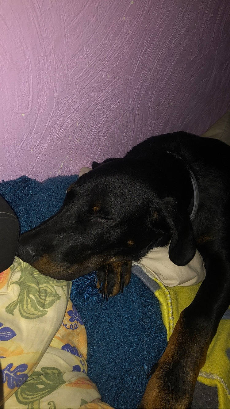 Tesco a rejoint le concours — aidez-le/la à gagner de superbes lots ! borador, canidae, carnivore, comfort, companion_dog, dog, dog_breed, dog_supply, fawn, guard_dog, luggage_and_bags, montenegrin_mountain_hound, pet_supply, rampur_greyhound, sighthound, snout, sporting_group, tail, terrestrial_animal, working_animal