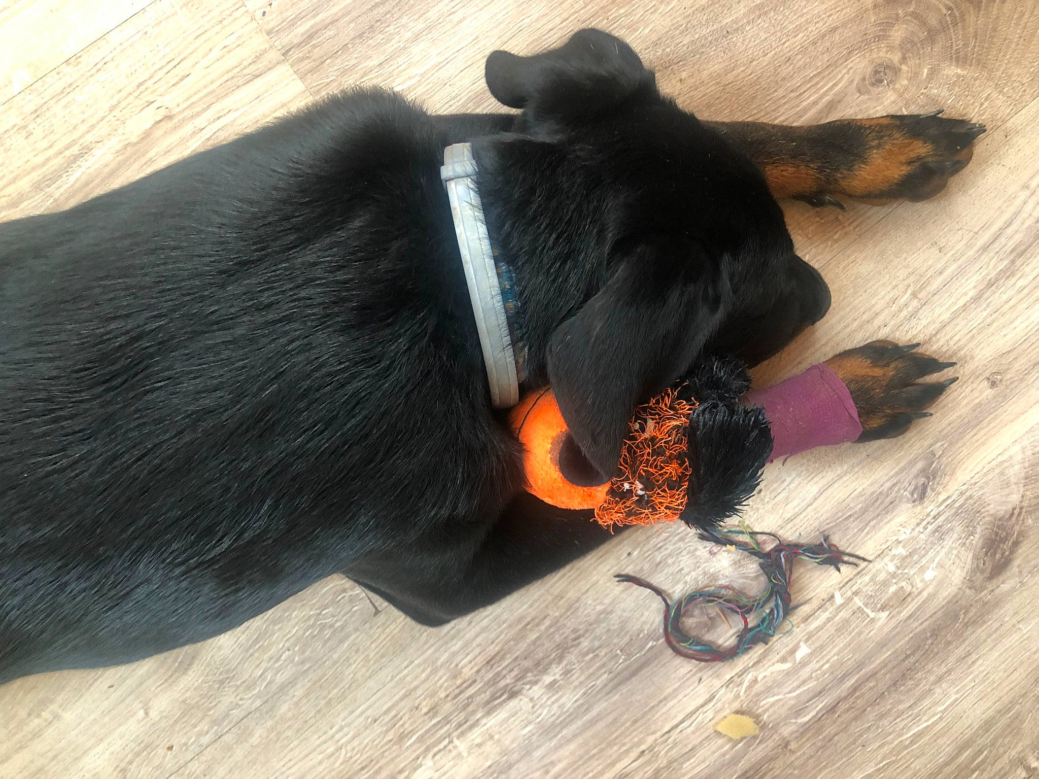 Tesco participe au concours pour gagner de l'argent avec cette photo : canidae, carnivore, collar, comfort, companion_dog, dog, dog_breed, fashion_accessory, flooring, fur, guard_dog, hardwood, paw, shadow, snout, sporting_group, tail, terrestrial_animal, wood, working_animal