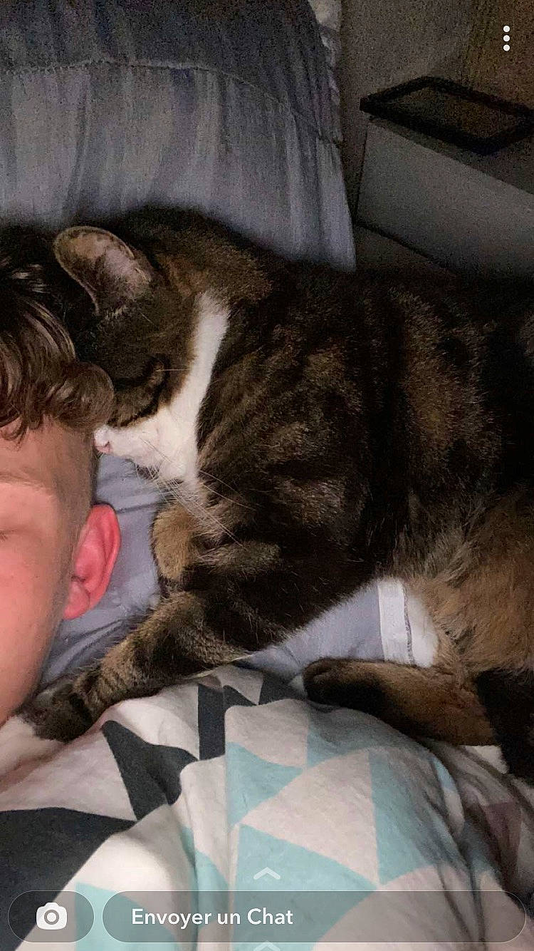 Winnie a rejoint le concours — aidez-le/la à gagner de superbes lots ! carnivore, cat, claw, comfort, domestic_short_haired_cat, felidae, fur, gesture, hug, lap, love, nap, paw, sleep, small_to_medium_sized_cats, snout, tail, whiskers