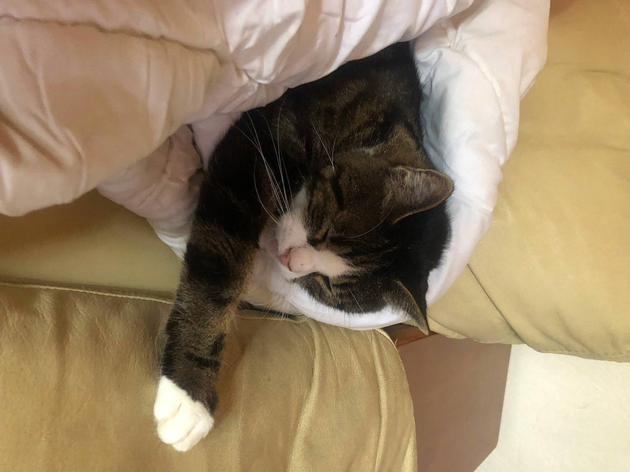 Winnie a rejoint le concours — aidez-le/la à gagner de superbes lots ! arm, carnivore, cat, comfort, couch, domestic_short_haired_cat, felidae, fur, gesture, hardwood, human_leg, leg, linens, sleeve, small_to_medium_sized_cats, snout, sporting_group, tail, whiskers, wood