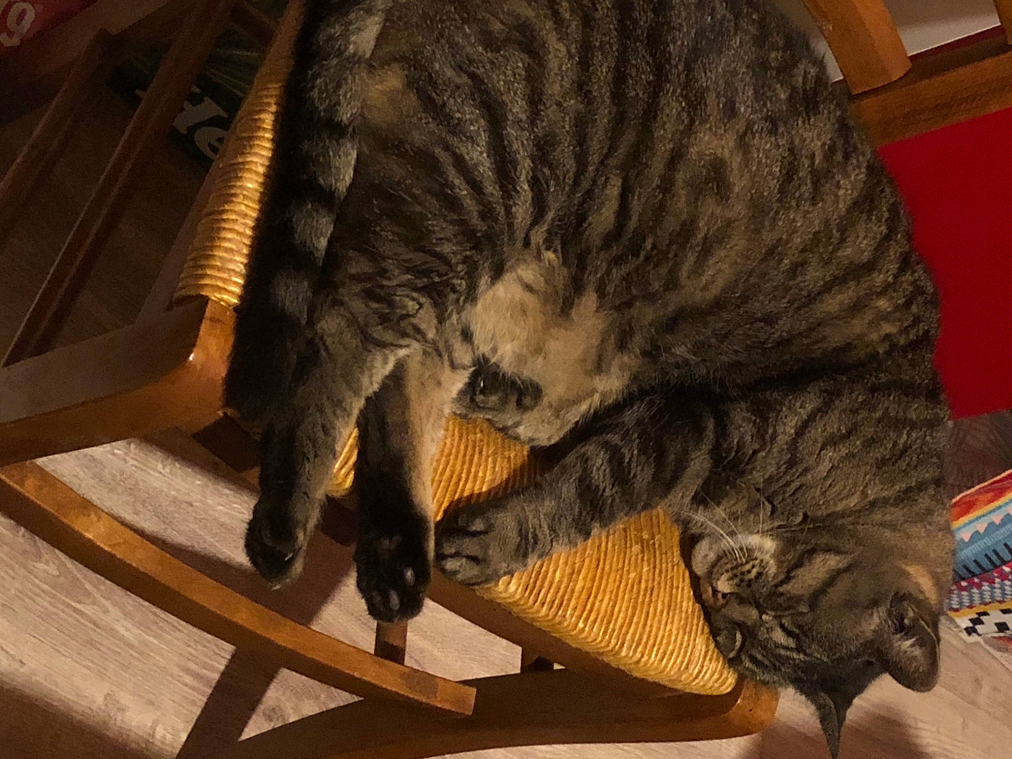 Grisette participe au concours pour gagner de l'argent avec cette photo : canidae, carnivore, cat, claw, comfort, domestic_short_haired_cat, felidae, flooring, foot, fur, hardwood, metal, paw, small_to_medium_sized_cats, snout, sporting_group, tail, terrestrial_animal, whiskers, wood