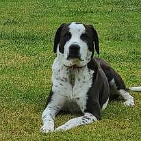 Bo joined the competition — help win amazing prizes! ancient_dog_breeds, bored, braque_dauvergne, canidae, carnivore, companion_dog, dog, dog_breed, fur, grass, gun_dog, hunting_dog, non_sporting_group, plant, sporting_group, terrestrial_animal, welsh_springer_spaniel, working_animal, working_dog