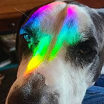 Bo is registered to the contest to win money with this photo: canidae, carnivore, close_up, collar, companion_dog, dog, dog_breed, ear, eyelash, fawn, fur, macro_photography, magenta, musical_instrument, paw, puppy, snout, sporting_group, whiskers, working_animal