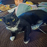 Lil Bear is registered to the contest to win money with this photo: animal, basket, black_fur, cat, cozy, cushion, domestic_cat, furniture, home, indoor, laying_down, mammal, pet, portrait, relaxing, textured_surface, tuxedo_cat, whiskers, white_paws, yellow_eyes