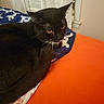 Lil Bear is registered to the contest to win money with this photo: animal, bed, bedding, black_cat, blue, cat, cozy, curious, curtain, fur, home, indoor, orange, pet, relaxed, resting, tail, whiskers, window, yellow_eyes