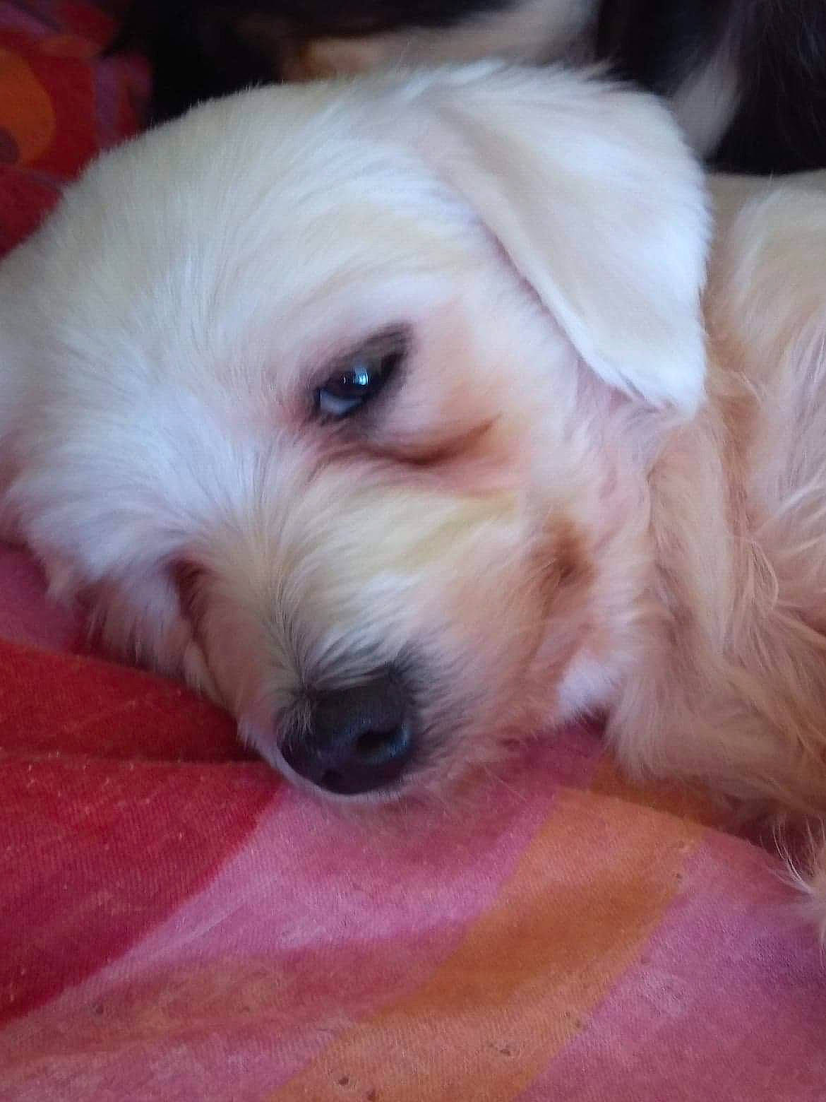 Guccy a rejoint le concours — aidez-le/la à gagner de superbes lots ! canidae, carnivore, companion_dog, dog, dog_breed, ear, eye, fawn, fur, hair, maltepoo, puppy_love, shih_poo, small_terrier, snout, sporting_group, terrier, toy_dog, whiskers, working_animal