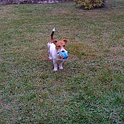 Falcon a rejoint le concours — aidez-le/la à gagner de superbes lots ! animal, ball, canine, daytime, dog, ears, fur, grass, greenery, jack_russell_terrier, mouth, nature, outdoor, pet, playful, small_dog, tail, toy, walking, young_dog