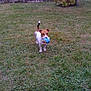animal, ball, canine, daytime, dog, ears, fur, grass, greenery, jack_russell_terrier, mouth, nature, outdoor, pet, playful, small_dog, tail, toy, walking, young_dog