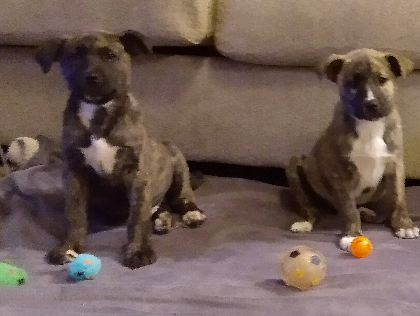 Yogi Bear joined the competition — help win amazing prizes! canidae, carnivore, comfort, companion_dog, dog, dog_breed, dog_supply, dog_toy, fawn, grey, liver, non_sporting_group, paw, pet_supply, snout, sporting_group, tail, terrestrial_animal, toy, working_animal