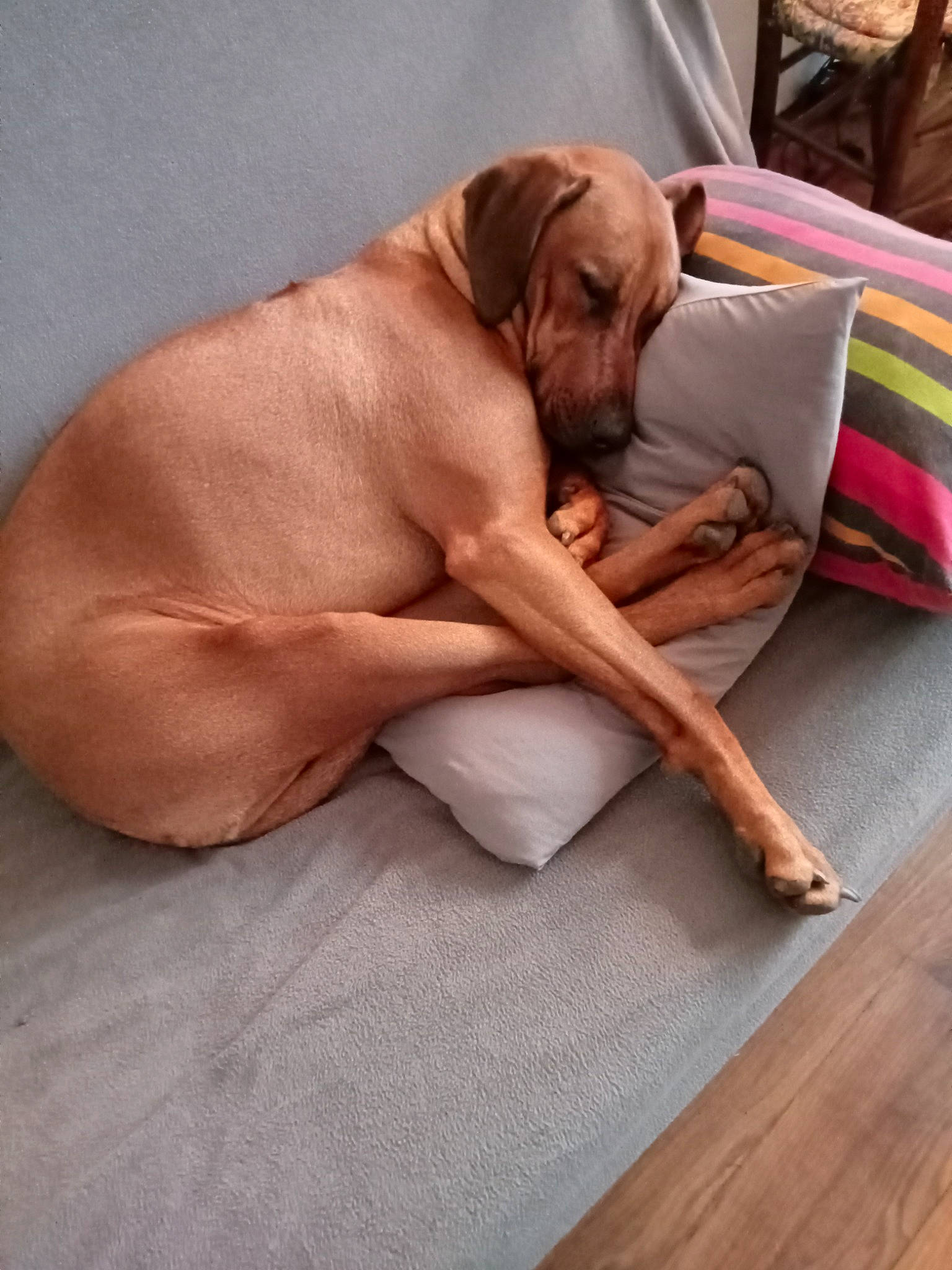 Ruby a rejoint le concours — aidez-le/la à gagner de superbes lots ! canidae, carnivore, comfort, companion_dog, dog, dog_breed, dog_collar, dog_supply, fawn, flooring, hardwood, linens, liver, pet_supply, pointing_breed, snout, sporting_group, tail, wood, working_animal