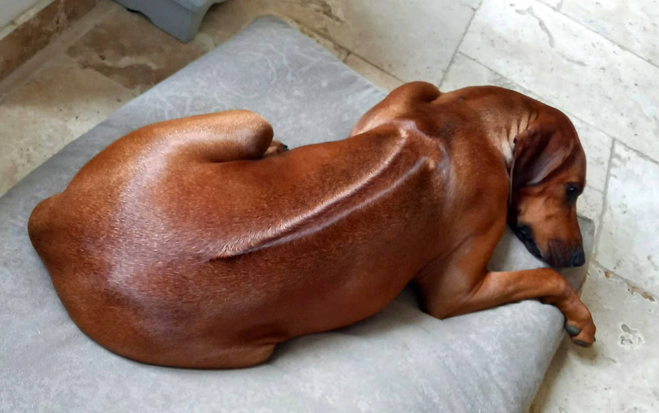 Ruby a rejoint le concours — aidez-le/la à gagner de superbes lots ! canidae, carnivore, chest, comfort, companion_dog, dog, dog_breed, fawn, flooring, foot, fur, hardwood, human_leg, liver, pet_supply, sporting_group, terrestrial_animal, whiskers, wood, working_animal