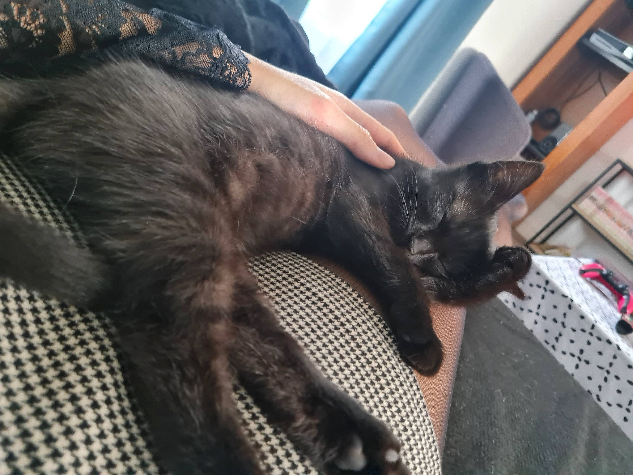 Athena participe au concours pour gagner de l'argent avec cette photo : black_cat, bombay, carnivore, cat, claw, comfort, computer_keyboard, dog_breed, domestic_short_haired_cat, ear, felidae, fur, gesture, human_leg, mammal, small_to_medium_sized_cats, snout, tail, vertebrate, whiskers