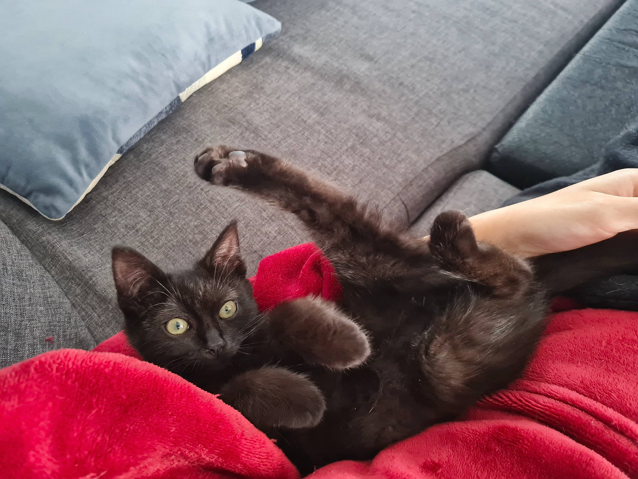 Athena participe au concours pour gagner de l'argent avec cette photo : black_cat, bombay, canidae, carnivore, cat, claw, comfort, dog_breed, domestic_short_haired_cat, fawn, felidae, fur, grey, linens, paw, small_to_medium_sized_cats, tail, whiskers