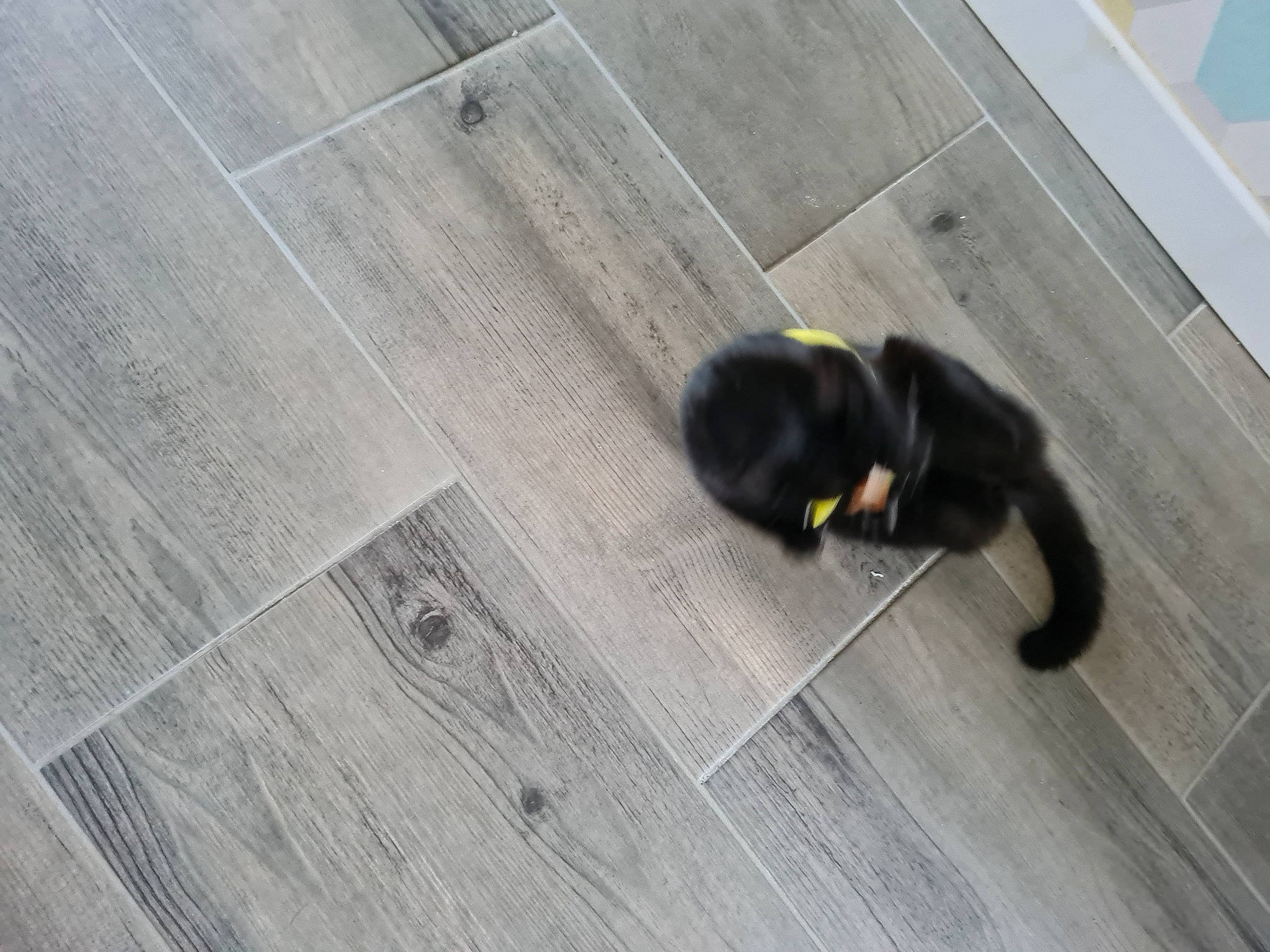 Athena a rejoint le concours — aidez-le/la à gagner de superbes lots ! concrete, dog_breed, felidae, floor, flooring, fur, grey, hardwood, plank, plywood, road_surface, shadow, sidewalk, sitting, small_to_medium_sized_cats, snout, tail, terrestrial_animal, wood, wood_flooring