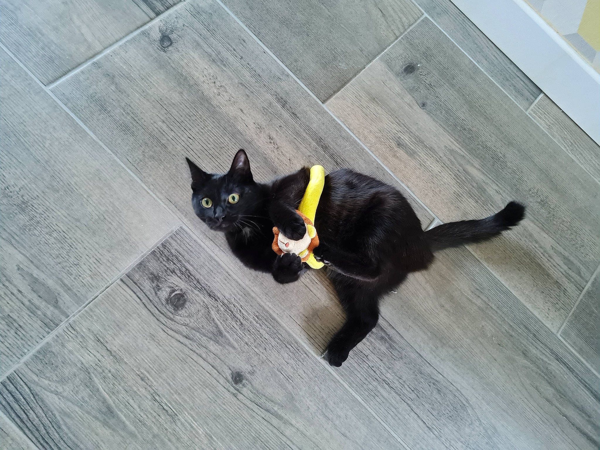 Athena participe au concours pour gagner de l'argent avec cette photo : black_cat, carnivore, cat, comfort, domestic_short_haired_cat, eye, felidae, floor, flooring, fur, grey, hardwood, paw, plant, small_to_medium_sized_cats, snout, tail, terrestrial_animal, whiskers, wood