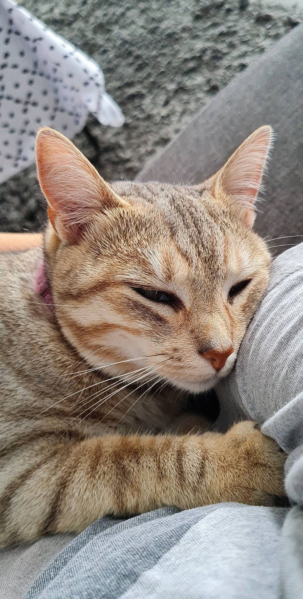 Olympe participe au concours pour gagner de l'argent avec cette photo : carnivore, cat, claw, comfort, domestic_short_haired_cat, eye, fawn, felidae, fur, grass, paw, sitting, small_to_medium_sized_cats, snout, terrestrial_animal, tree, whiskers, wildlife, window, wrinkle