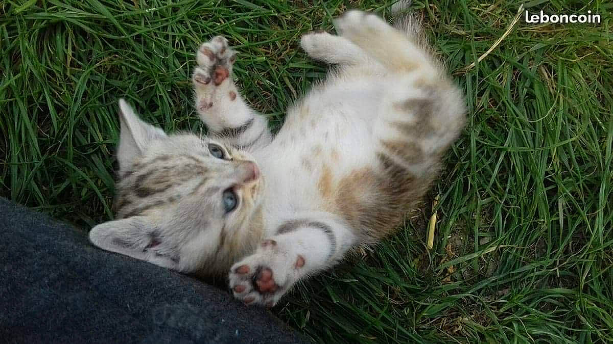 Olympe participe au concours pour gagner de l'argent avec cette photo : carnivore, cat, claw, domestic_short_haired_cat, eye, fawn, felidae, fur, grass, groundcover, paw, plant, small_to_medium_sized_cats, tail, terrestrial_animal, tree, whiskers