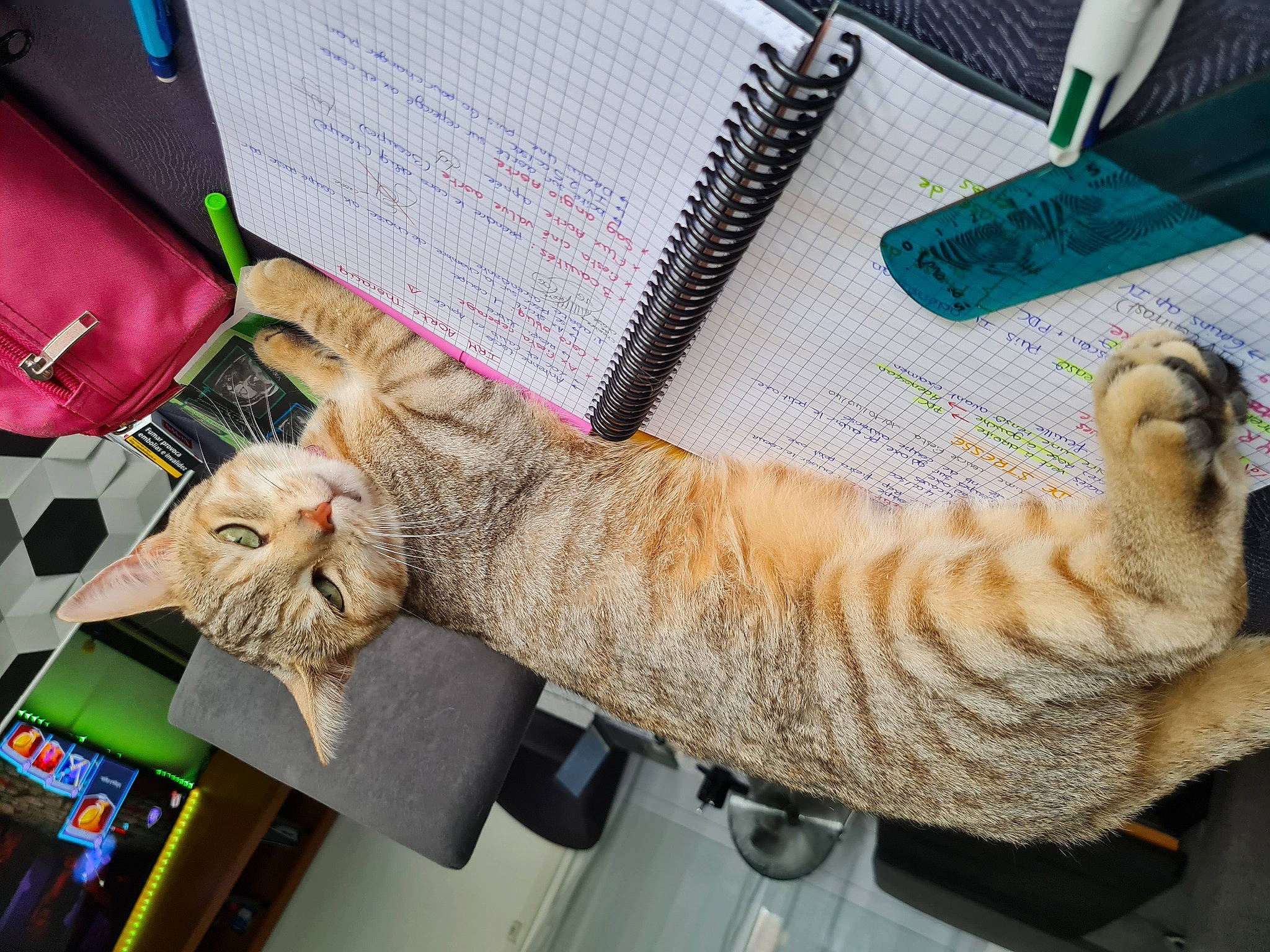 Olympe a rejoint le concours — aidez-le/la à gagner de superbes lots ! carnivore, cat, claw, comfort, domestic_short_haired_cat, felidae, fur, gesture, human_leg, nail, room, small_to_medium_sized_cats, tail, thread, whiskers, wrist