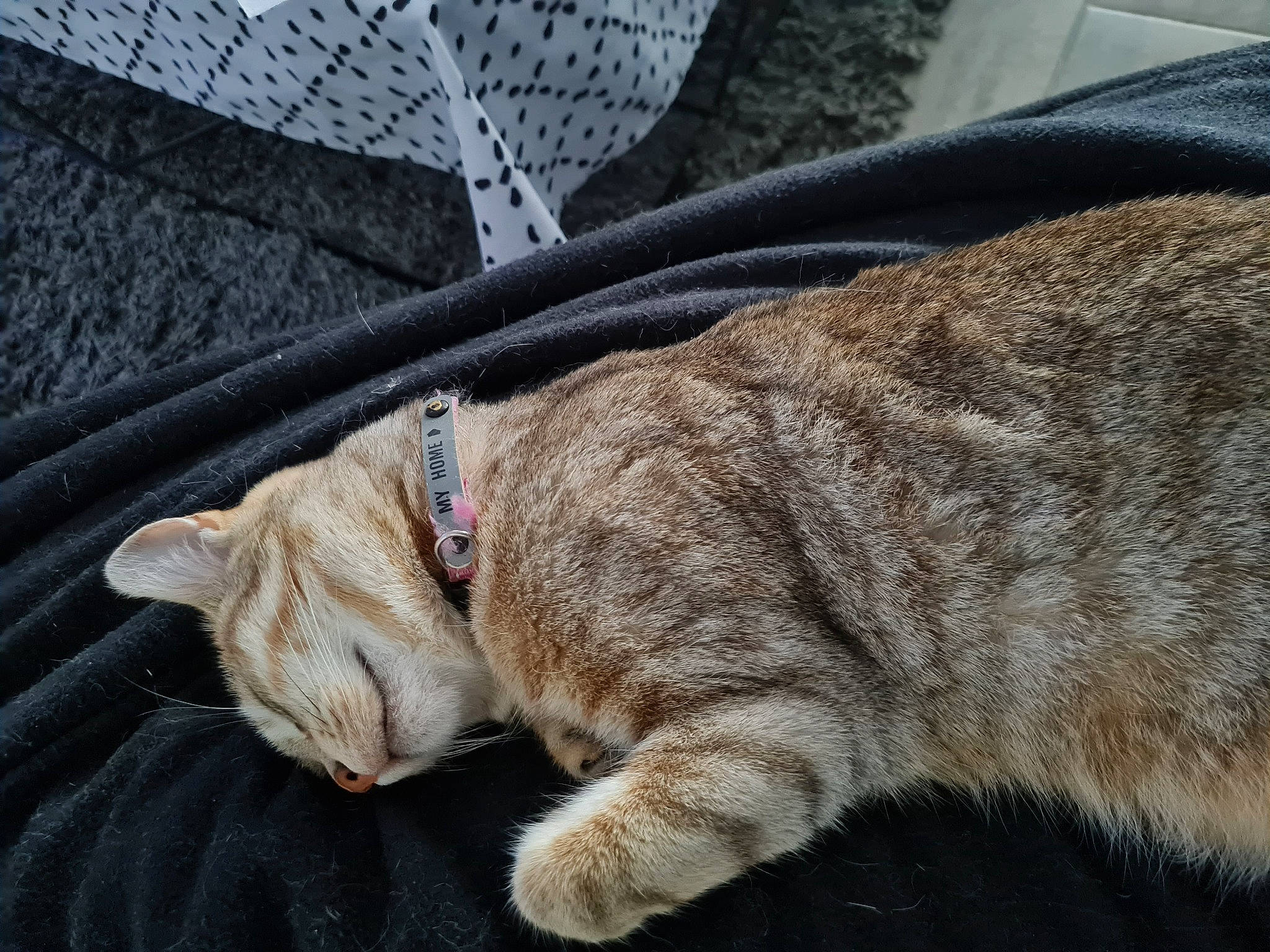 Olympe a rejoint le concours — aidez-le/la à gagner de superbes lots ! canidae, carnivore, cat, claw, collar, comfort, dog_breed, domestic_short_haired_cat, fawn, felidae, fur, leash, paw, small_to_medium_sized_cats, snout, sporting_group, tail, terrestrial_animal, whiskers, wrinkle