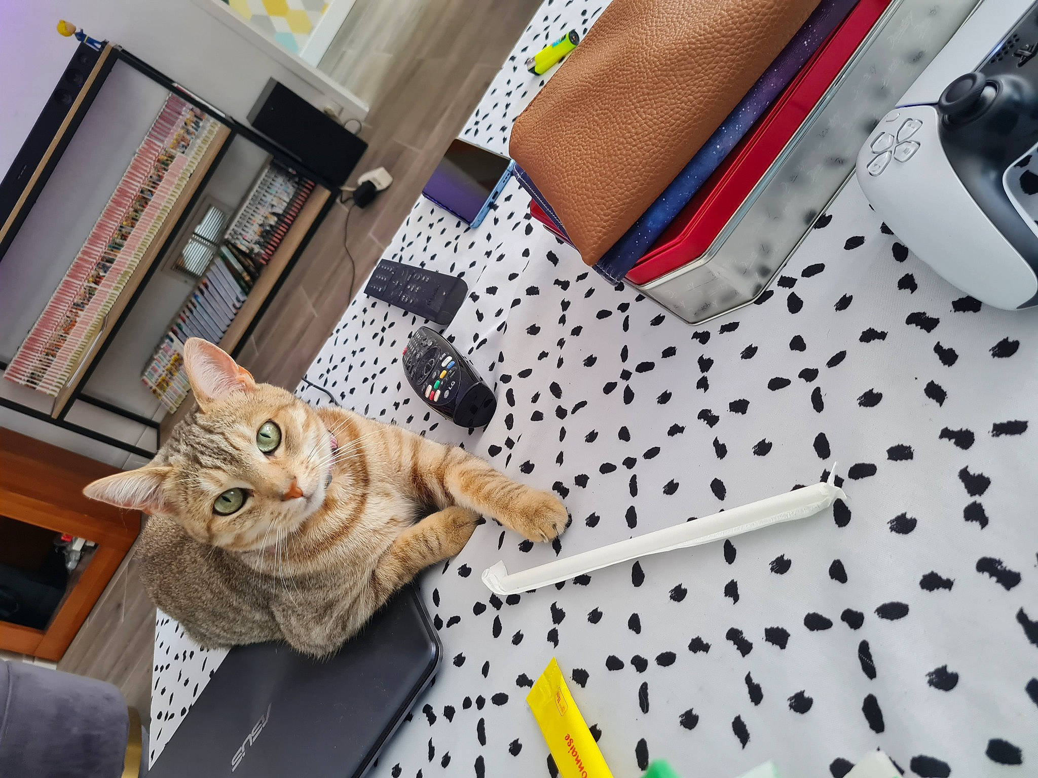 Olympe a rejoint le concours — aidez-le/la à gagner de superbes lots ! carmine, carnivore, cat, comfort, domestic_short_haired_cat, fashion_accessory, fawn, felidae, flooring, fur, human_leg, linens, pattern, paw, room, small_to_medium_sized_cats, tail, textile, whiskers, wood