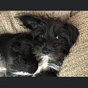 Maiszee joined the competition — help win amazing prizes! adorable, black_dog, black_fur, close_up, couch, cozy, dog, eyes, fur, home, indoor, looking_at_camera, nose, pet, portrait, puppy, relaxing, sofa, whiskers, white_fur