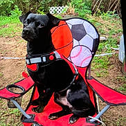 Jesse James is registered to the contest to win money with this photo: animal, backyard, black_dog, calm, canine, collar, daylight, dog, folding_chair, grass, leisure, nature, outdoor, pet, plants, red_chair, resting, seat, sitting, sports_design
