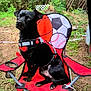 animal, backyard, black_dog, calm, canine, collar, daylight, dog, folding_chair, grass, leisure, nature, outdoor, pet, plants, red_chair, resting, seat, sitting, sports_design