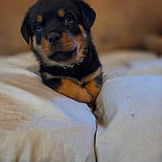 Shiloh is registered to the contest to win money with this photo: puppy, rottweiler, dog, pet, cute, bed, indoor, animal, fur, black_and_tan, young, portrait, looking_up, closeup, soft_lighting, cozy, adorable, domestic, young_animal, resting