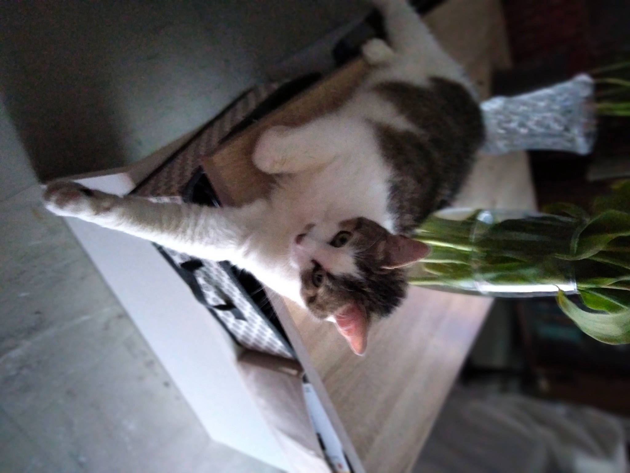 Fripouille participe au concours pour gagner de l'argent avec cette photo : canidae, carnivore, cat, comfort, dog_breed, domestic_short_haired_cat, fawn, felidae, flowerpot, fur, hardwood, houseplant, paw, plant, small_to_medium_sized_cats, sporting_group, tail, tree, whiskers, wood