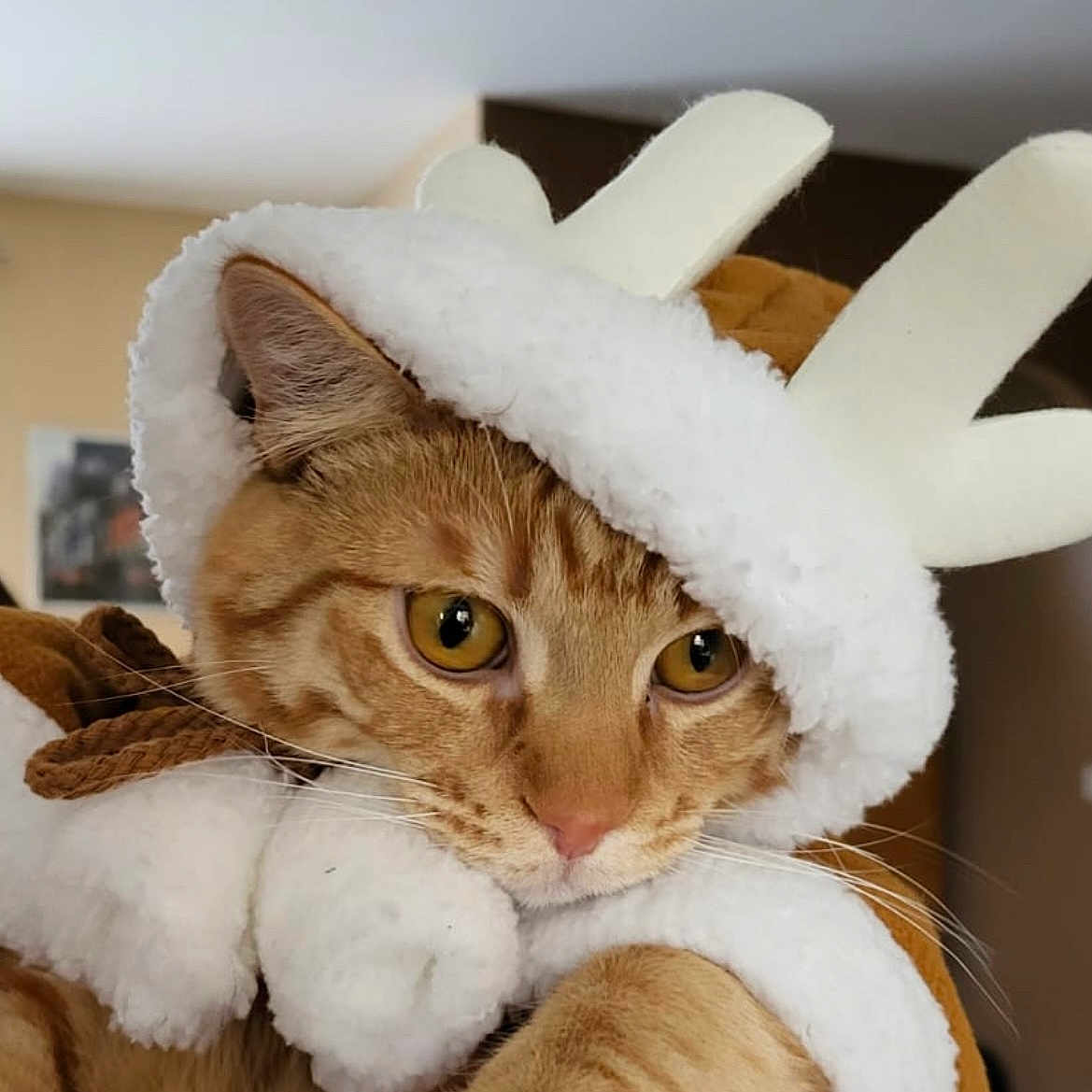 Ulysse a rejoint le concours — aidez-le/la à gagner de superbes lots ! abyssinian, animal, blanket, cat, clothing, cushion, egyptiancat, hat, homedecor, kitten, manx, pet, plush, snout, towel, toy