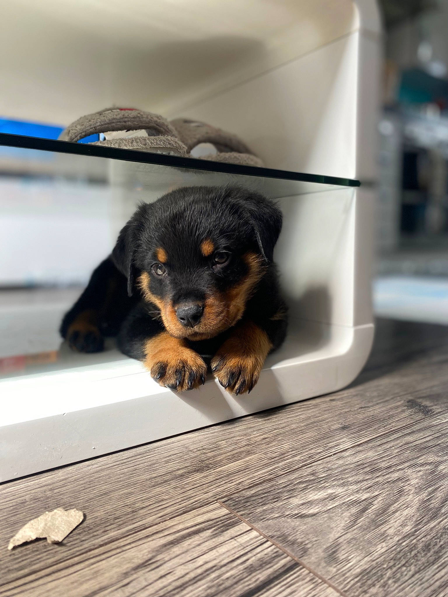 Creed is registered to the contest to win money with this photo: canidae, carnivore, companion_dog, dog, dog_breed, flooring, fur, grey, guard_dog, hardwood, paw, pet_supply, prazsky_krysarik, puppy, snout, sporting_group, toy_dog, wood, working_animal, working_dog