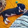 animal, appenzeller, baby, beagle, blanket, bulldog, canine, couch, cushion, dog, furniture, homedecor, hound, indoors, linen, person, pet, pointer, puppy, sphere