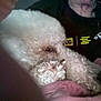 Cotton is registered to the contest to win money with this photo: dog, white_dog, poodle, fluffy, curly_fur, close_up, blanket, pink_blanket, resting, indoor, person, black_shirt, text_on_shirt, yellow_graphics, cozy, pet, animal, snuggle, companion, curly_hair
