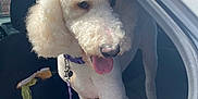 Cotton joined the competition — help win amazing prizes! dog, poodle, white, curly_fur, car, vehicle, leash, collar, pet, inside, open_door, seat, sunlight, tongue_out, animal, companion, cute, friendly, domestic_animal, happy