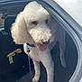 dog, poodle, white, curly_fur, car, vehicle, leash, collar, pet, inside, open_door, seat, sunlight, tongue_out, animal, companion, cute, friendly, domestic_animal, happy