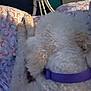Cotton is registered to the contest to win money with this photo: dog, bed, curly_hair, collar, purple_collar, white_dog, furniture, indoor, blanket, pattern, soft, cute, pet, animal, resting, close_up, fur, sleeping, cozy, home