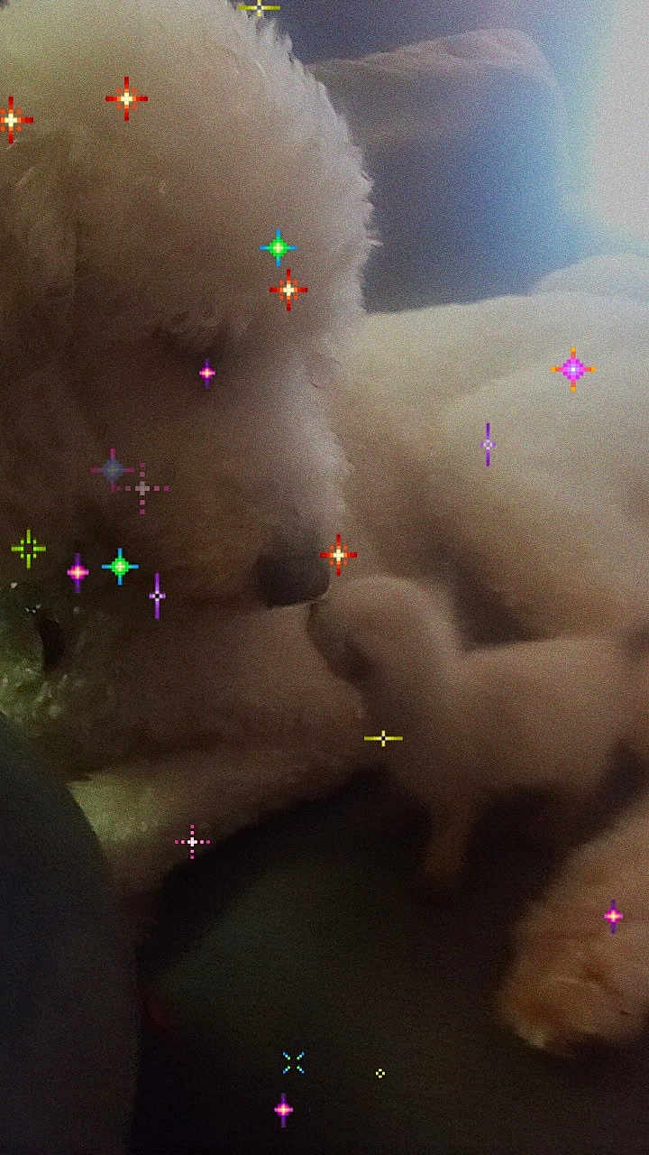 Cotton is registered to the contest to win money with this photo: dog, white, fluffy, poodle, lying_down, close_up, indoor, soft_light, cute, pet, animal, fur, cozy, sparkle_effects, relaxing, companion, adorable, mammal, snout, paw