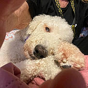 Cotton joined the competition — help win amazing prizes! dog, white_dog, fluffy, close_up, pet, relaxed, sleepy, paw, human_arm, quilt, fabric, indoor, resting, nose, fur, companion, cozy, cute, animal, portrait