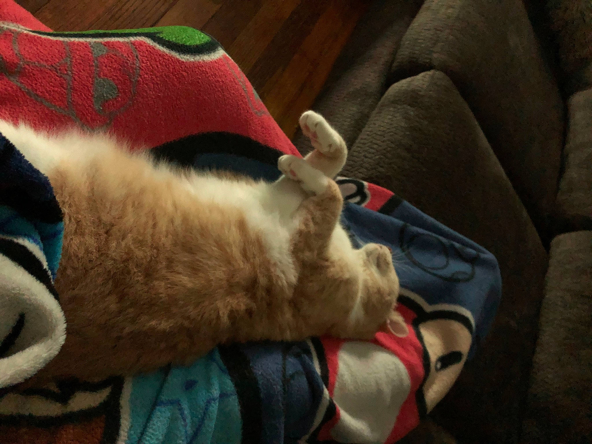 Creamsicle is registered to the contest to win money with this photo: carmine, carnivore, cat, claw, comfort, companion_dog, couch, dog_breed, domestic_short_haired_cat, felidae, foot, fur, human_leg, lap, linens, nap, paw, small_to_medium_sized_cats, tail, whiskers