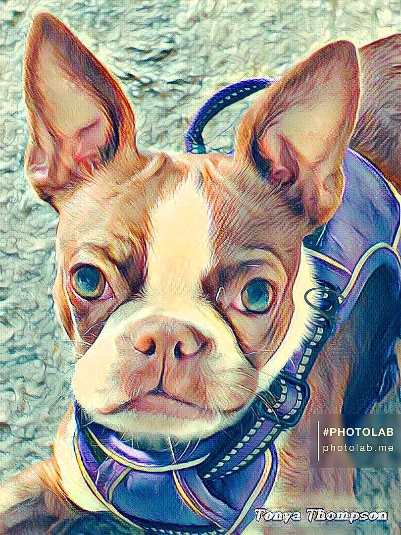 Prada is registered to the contest to win money with this photo: art, bulldog, carnivore, companion_dog, dog, dog_breed, ear, fawn, fictional_character, happy, illustration, jaw, nose, paint, painting, snout, toy_dog, vertebrate, whiskers, working_animal